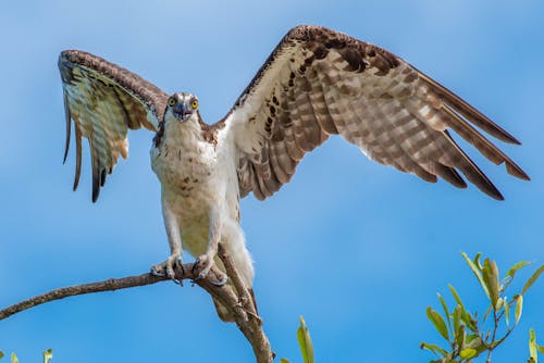 Close-up of an Osprey with Spread Wings on the Background of a Blue Sky 