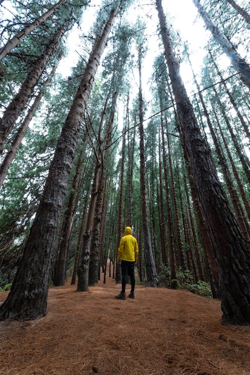 Wide Angle Shot of a Man in a Yellow Jacket Standing in the Forest 