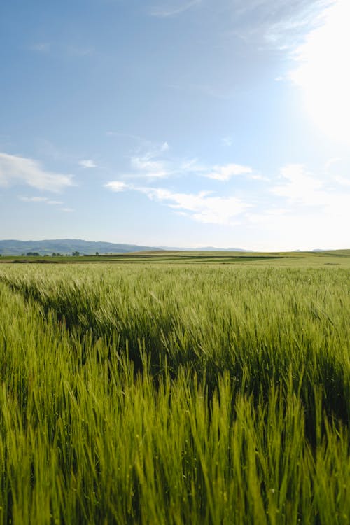 Green Wheat Field on a Sunny Day 