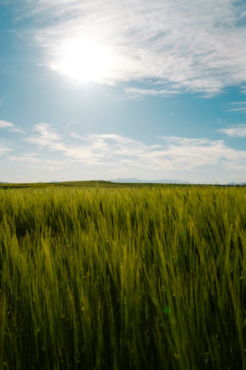 Green Wheat Field under a Blue Sky 
