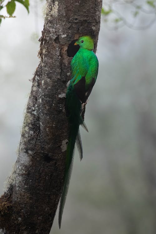 Quetzal Perching on a Tree Trunk