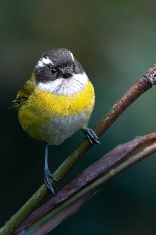 Close-up of a Sooty-capped Bush Tanager