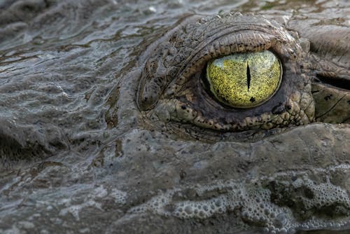 Close-up of an Eye of a Crocodile 