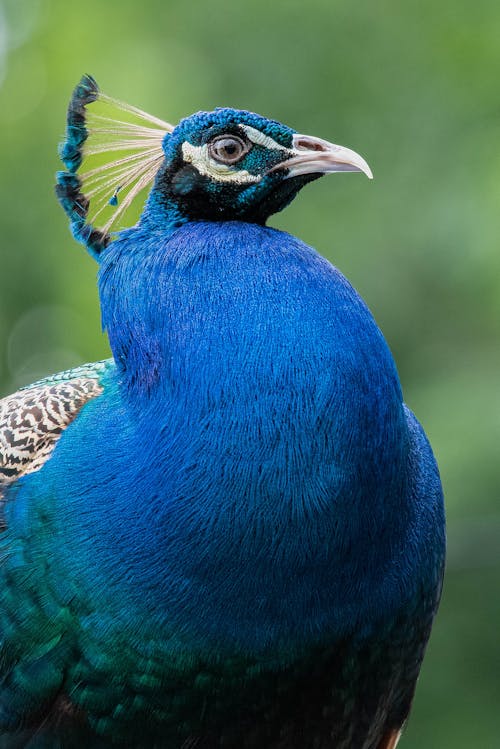 Close-up of a Peacock 