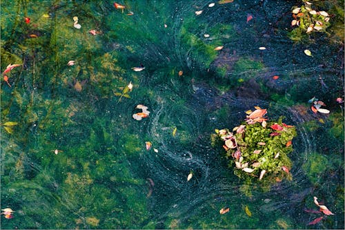 가을, 강, 나뭇잎의 무료 스톡 사진
