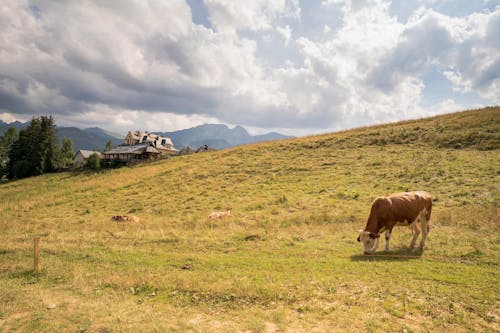 A Cow on a Pasture in Mountains 