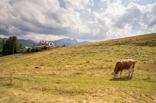 Free Serene countryside scene featuring cows grazing on a grassy hill with a village in the background. Stock Photo