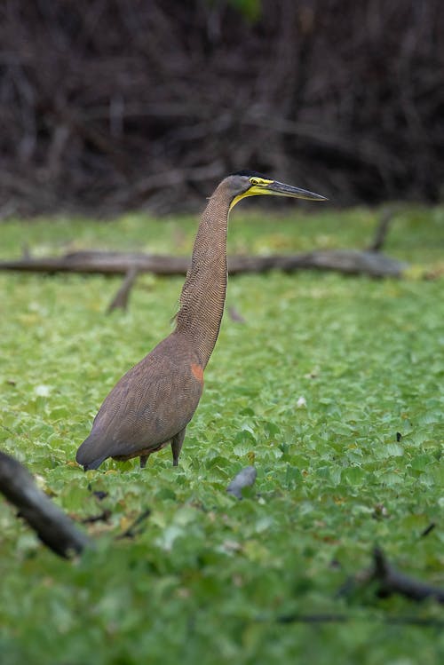 Bare-throated Tiger Heron on a Swamp 