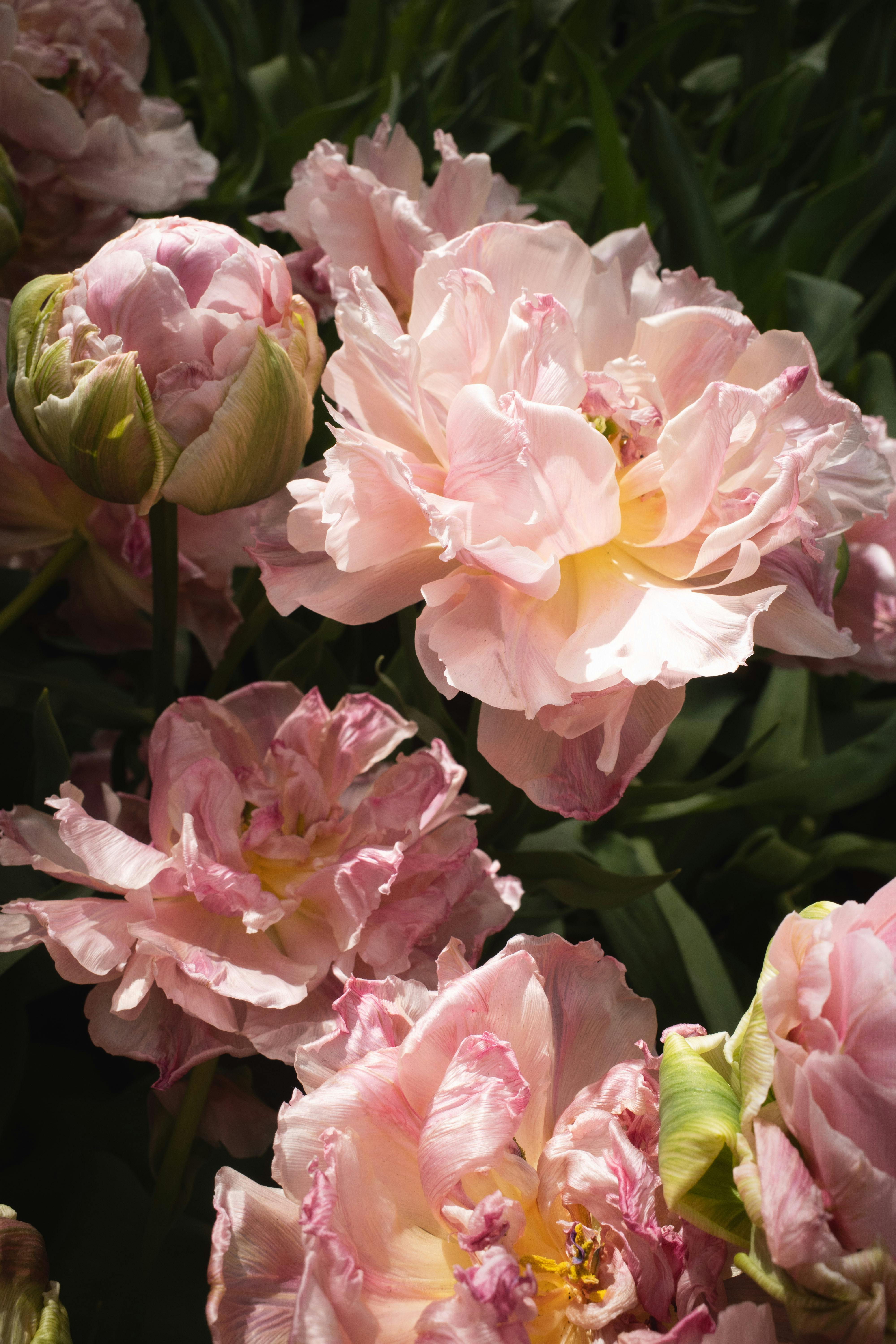 Close-up of light pink peonies blooming in a garden under natural light, symbolizing beauty and growth.