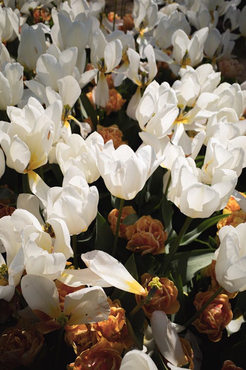 Close-up of White Tulips 