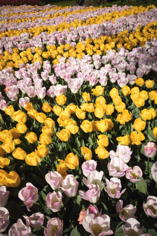 Free A colorful tulip field in full bloom at Keukenhof Gardens, Lisse, showcasing pink and yellow tulips in spring. Stock Photo