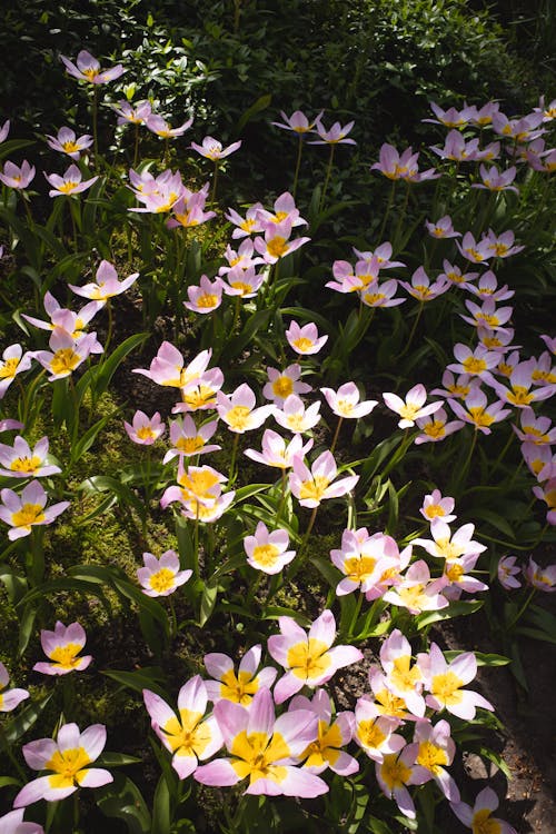 Δωρεάν στοκ φωτογραφιών με tulipa saxatilis, γρασίδι, κατακόρυφη λήψη
