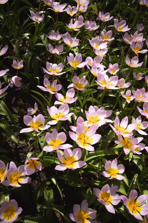 Fotobanka s bezplatnými fotkami na tému flóra, jar, kvetinový záhon