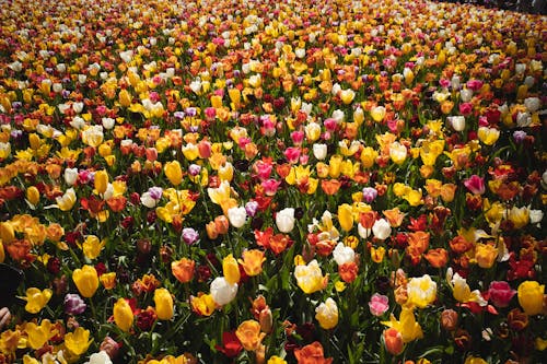 A Field of Colorful Tulips 