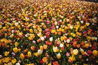 A Field of Colorful Tulips
