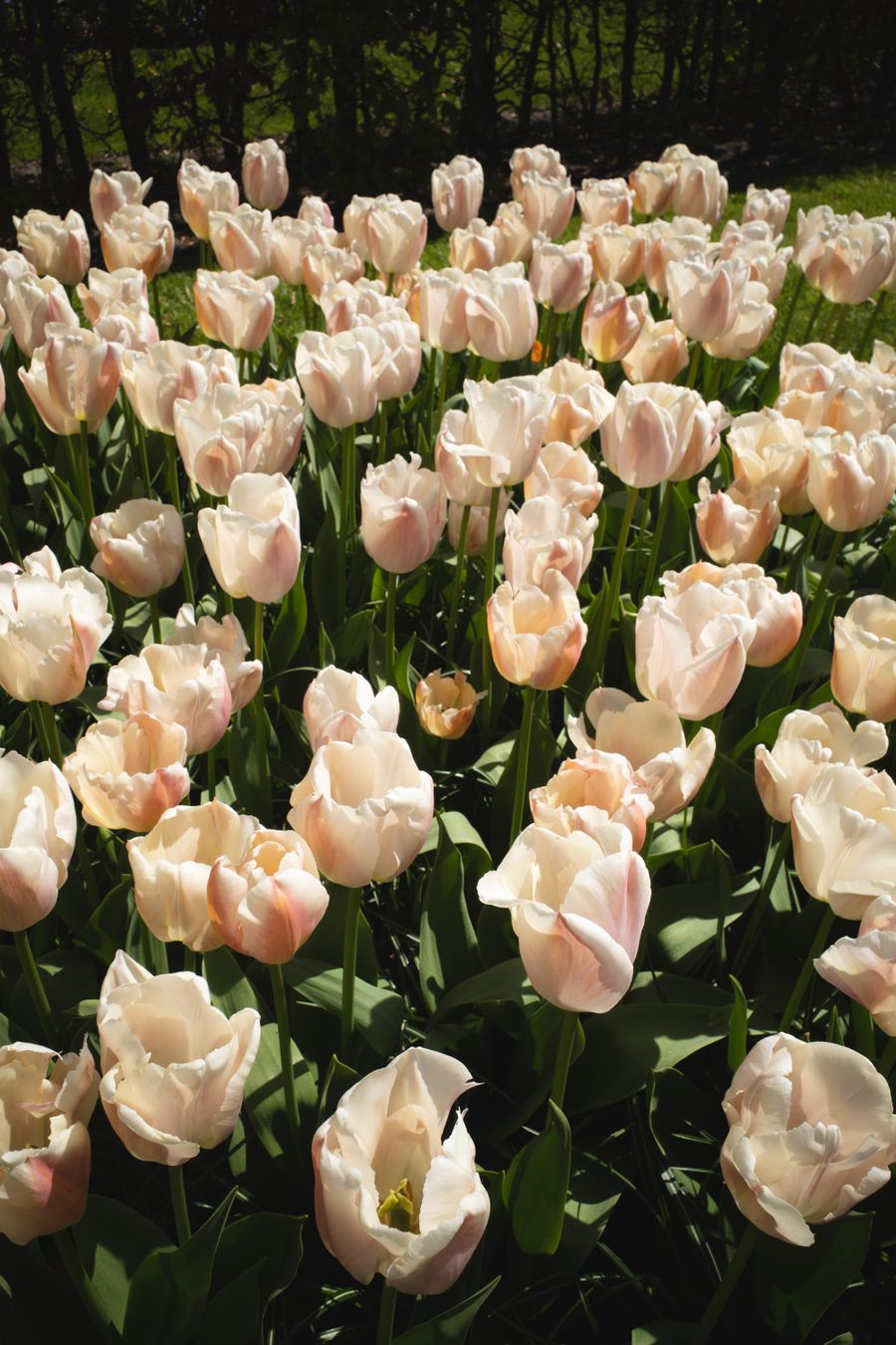 Kleurrijke tulpen in de Keukenhof