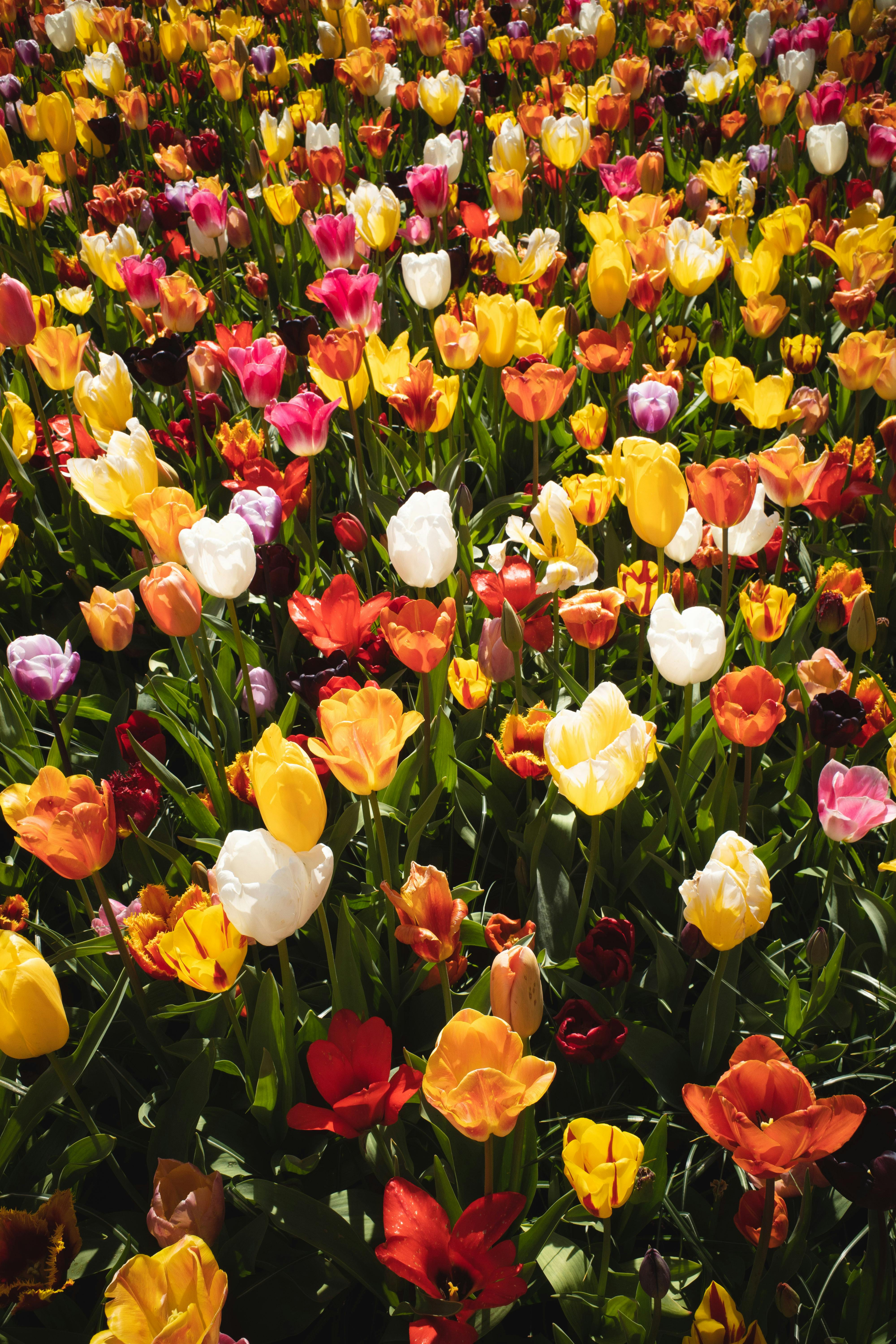 A vibrant and colorful tulip field in full bloom during spring in Lisse, Netherlands.