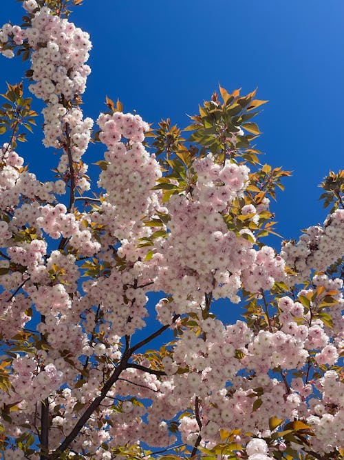 Blossoming Cherry Tree against Bright Blue Sky