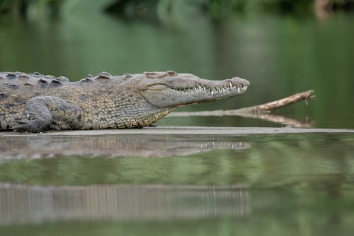 Close-up of a Crocodile in a Swamp