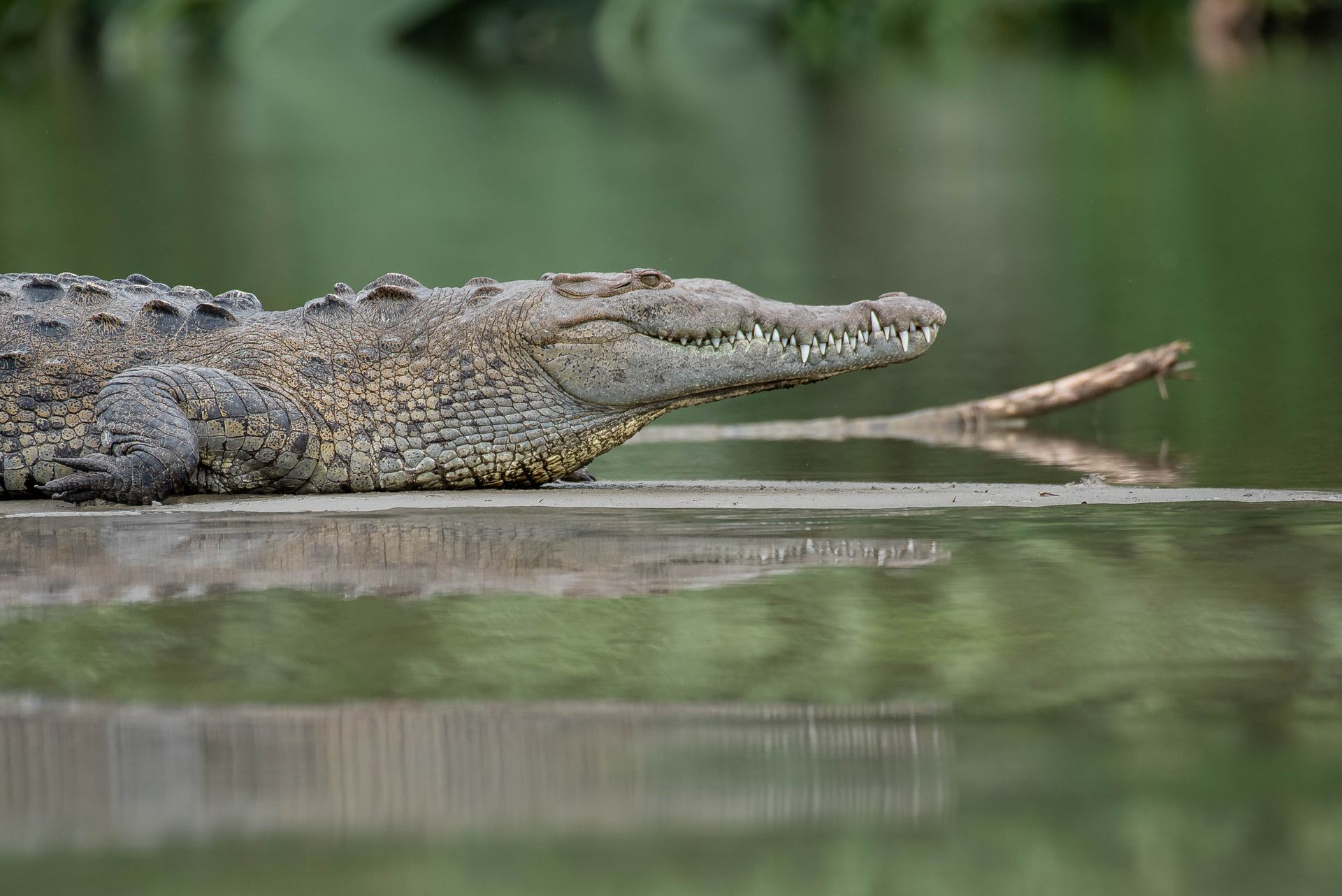 Crocodile resting in a swamp, showcasing its natural habitat and fearsome teeth.
