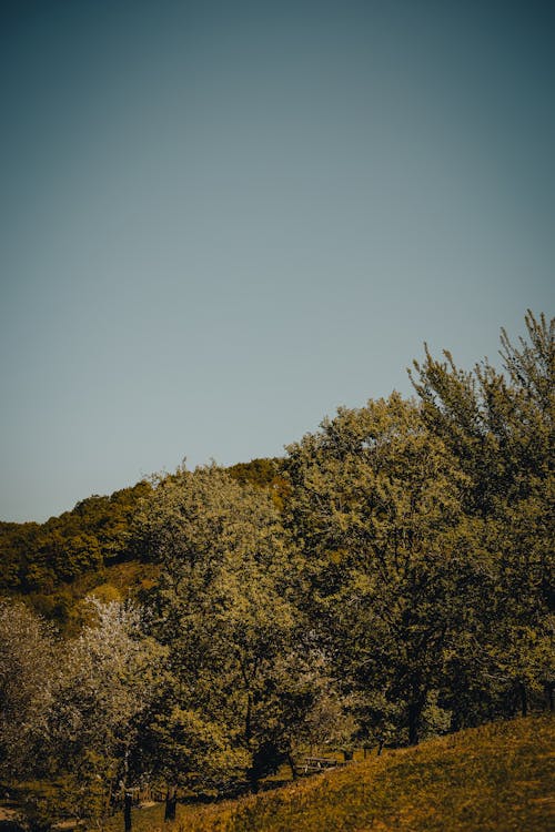 Základová fotografie zdarma na téma čisté nebe, flóra, hřiště