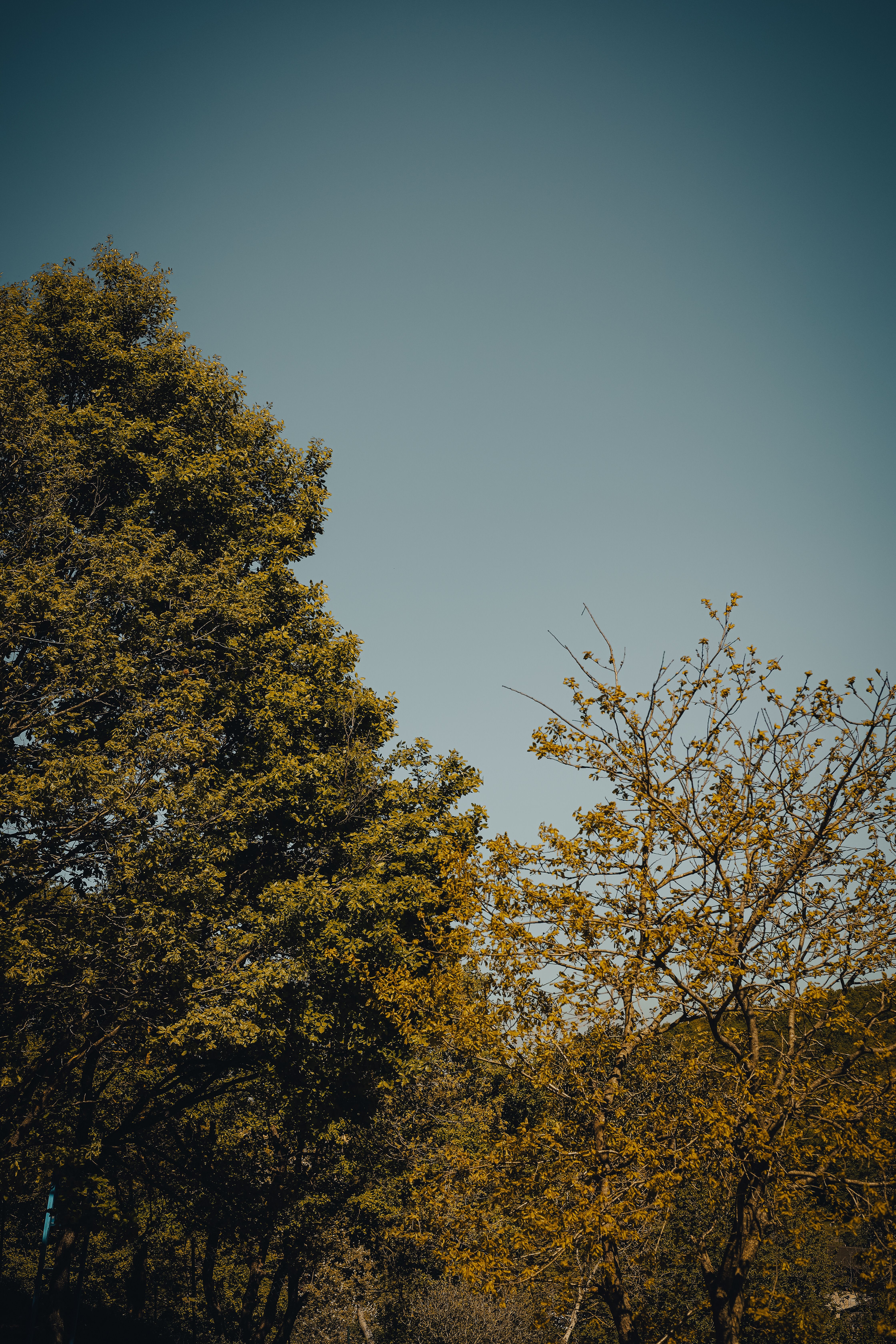 Green Trees under Blue Sky · Free Stock Photo