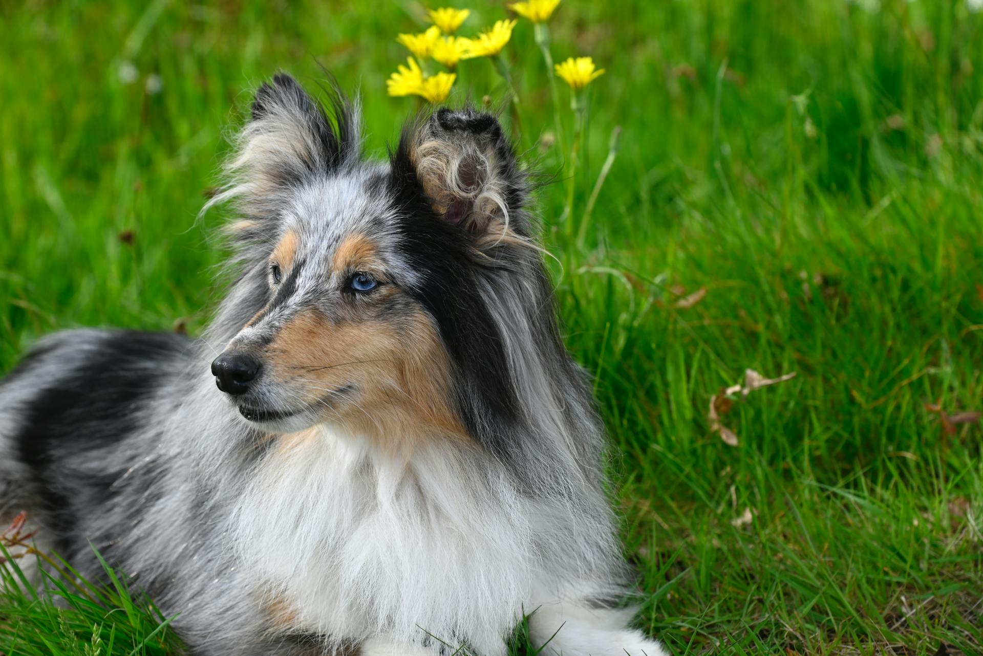 Shetlandsfårhund på gräset på sommaren