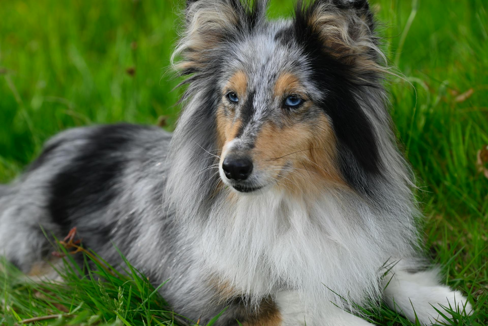 Shetlandsfårhund på gräset på sommaren