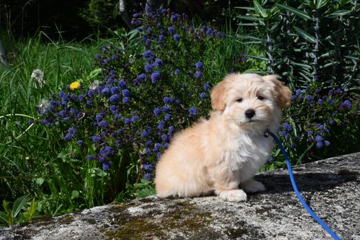 Bichon havanais Mowgli 