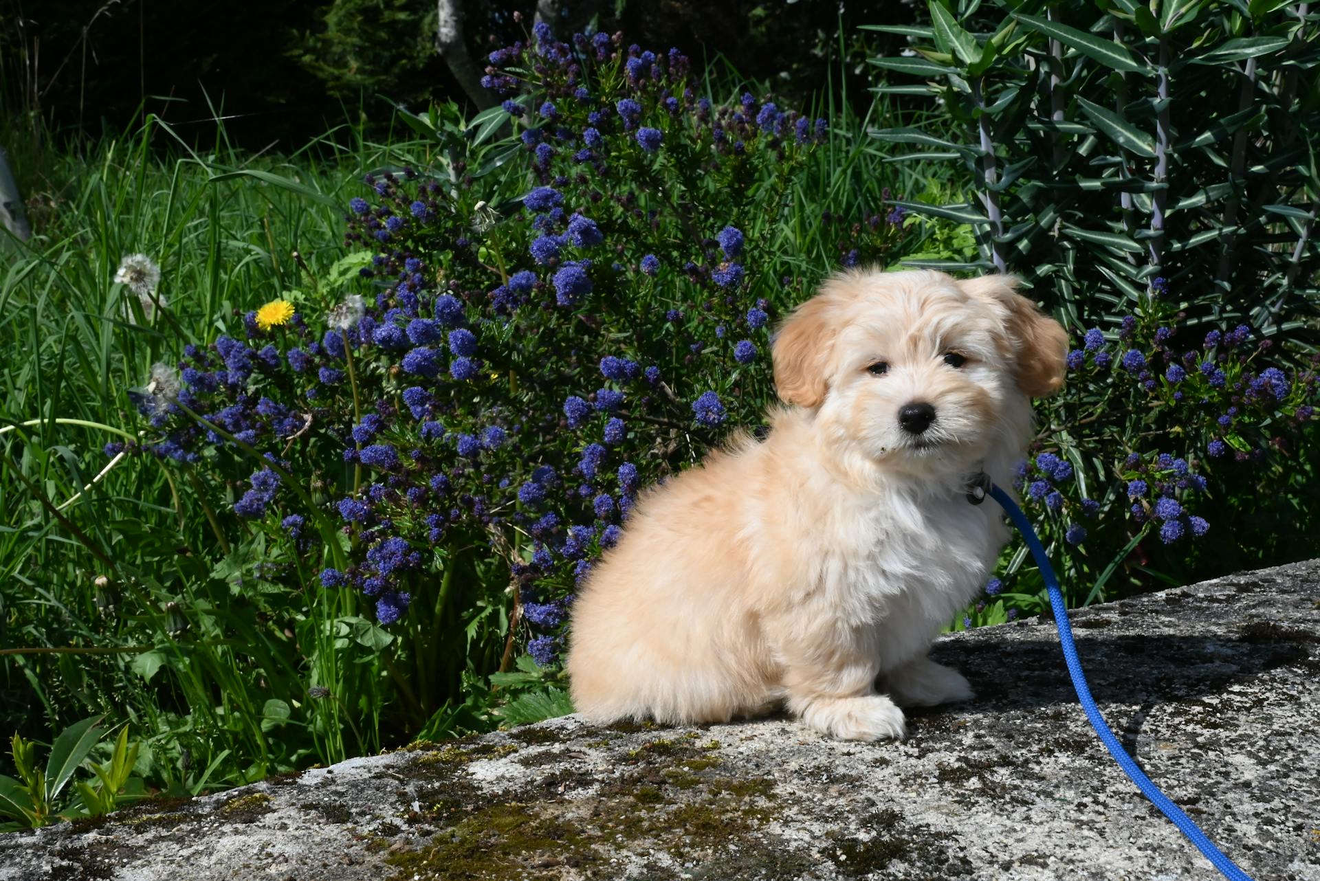 Havanese Dog Puppy Sitting in a Garden