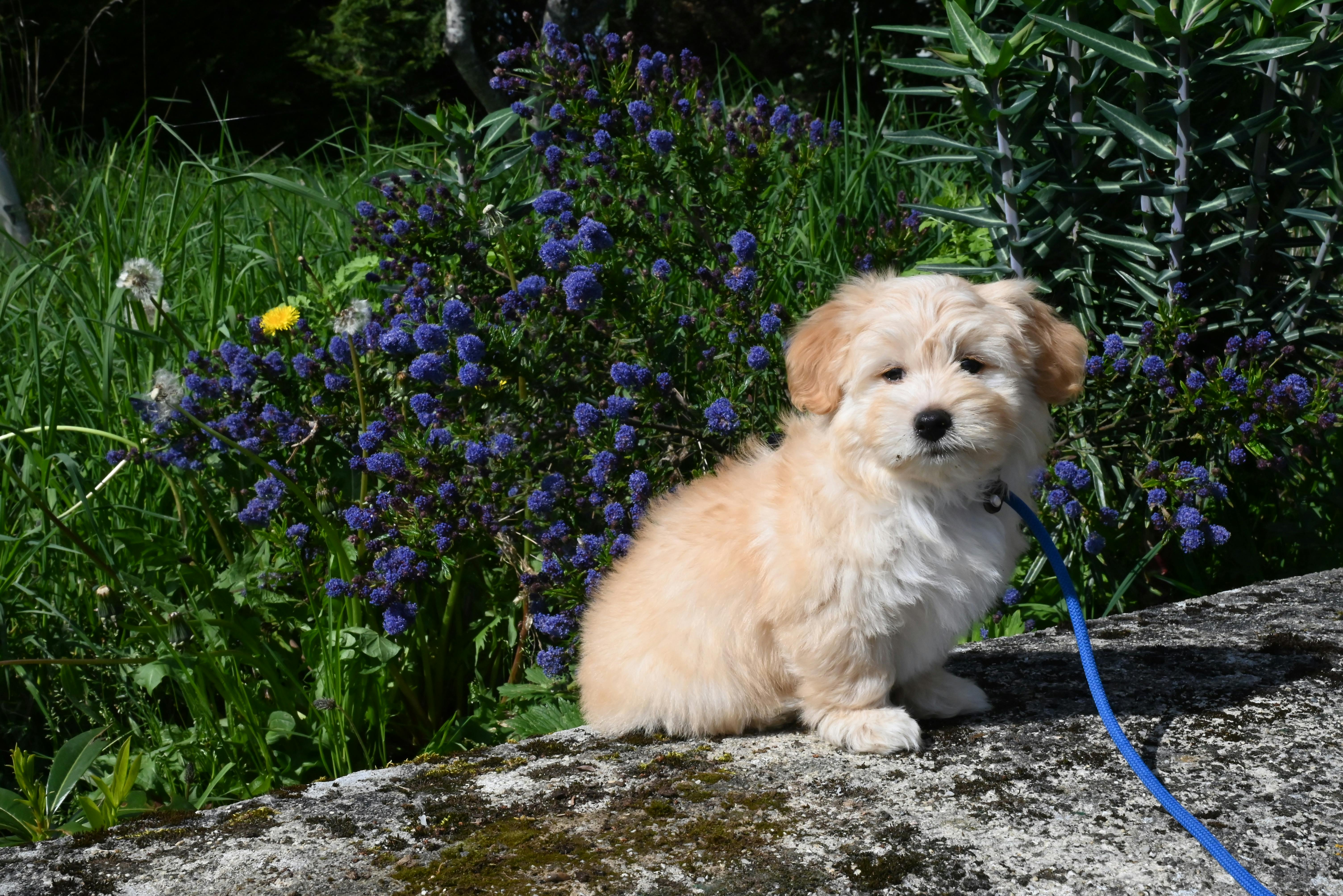 Download wallpaper: Havanese dog breed 1242x2208