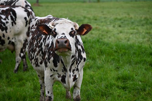 Gratuit Imagine de stoc gratuită din agricultură, animale, bovine Fotografie de stoc