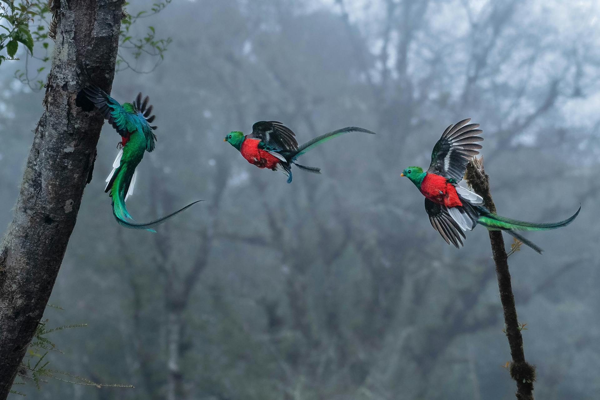 A stunning sequence of resplendent quetzals in the misty rainforest, showcasing their vibrant colors and majestic flight.