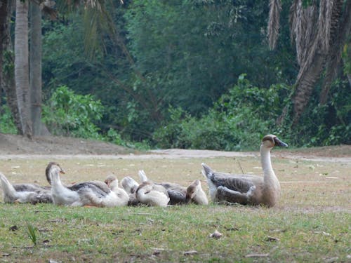 Foto profissional grátis de pato, pato real