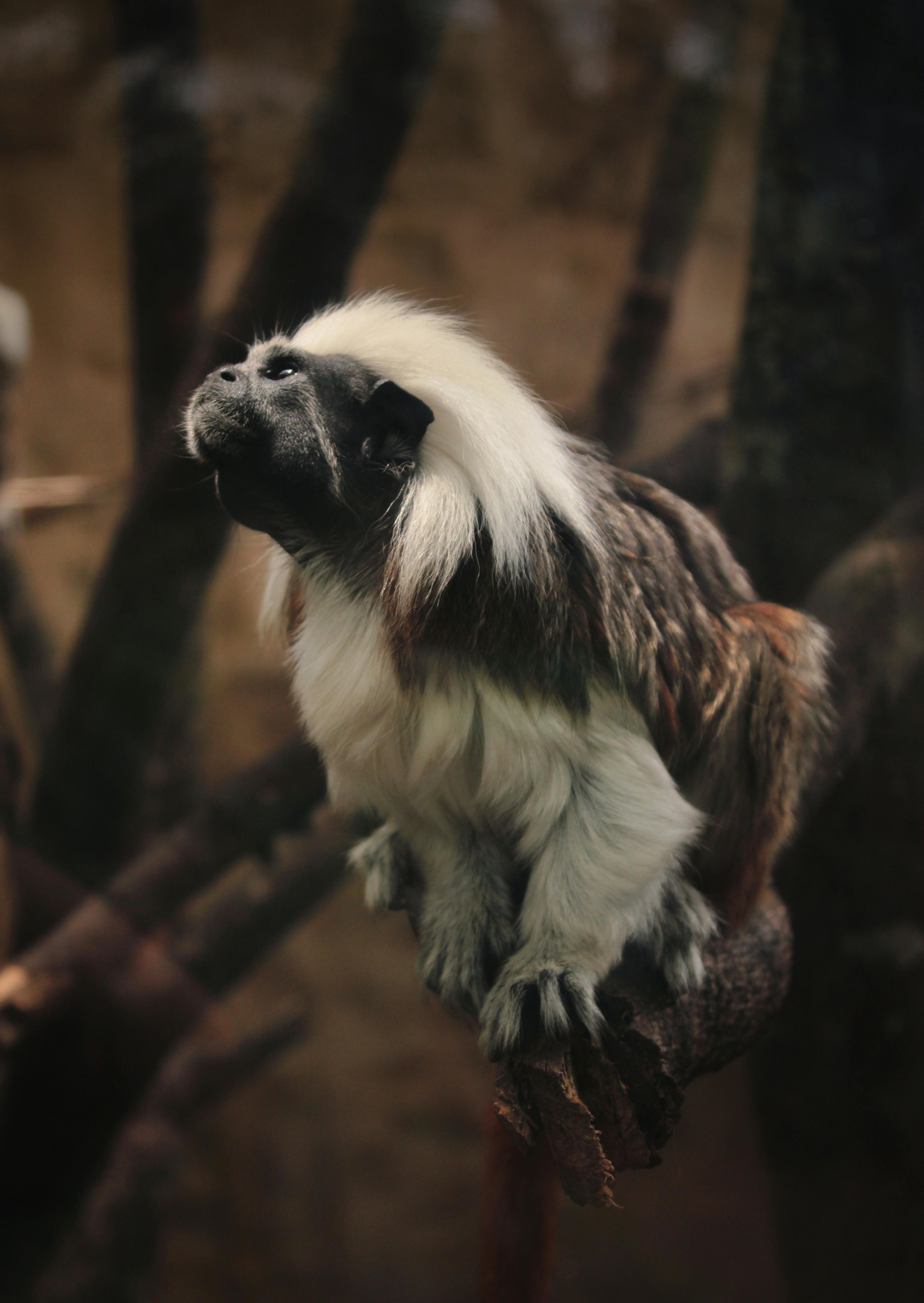 close up of a tamarin monkey