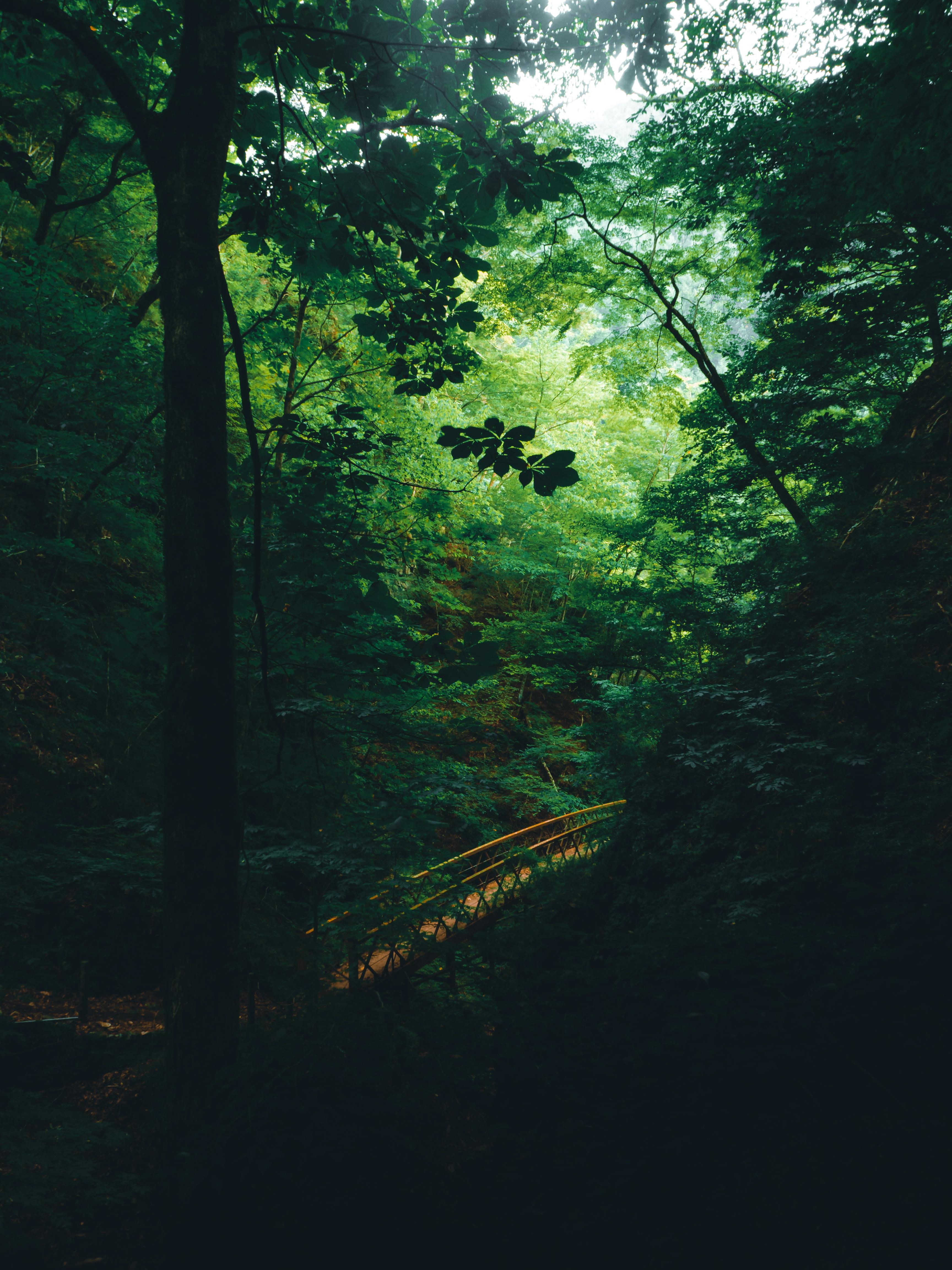 Explore a tranquil forest bridge surrounded by lush trees in Yokosuka, Japan.