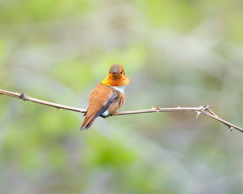 Close-up of a Bird Perching on the Branch 