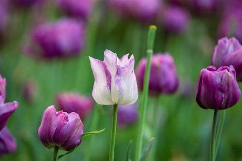 Violet Tulips Blooming