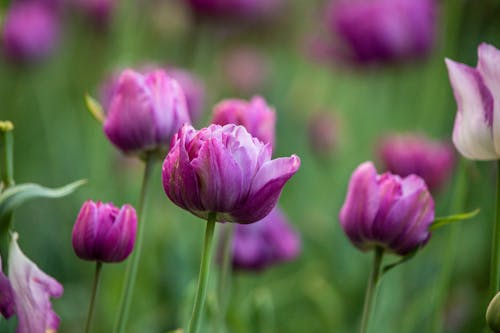 Blooming Violet Tulips