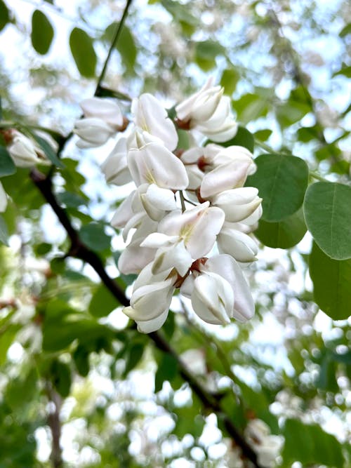 Kostnadsfri bild av blommor, grön, lila