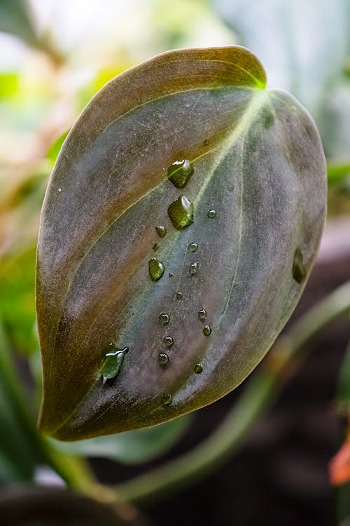 Foto profissional grátis de água na folha, folha, folha de planta