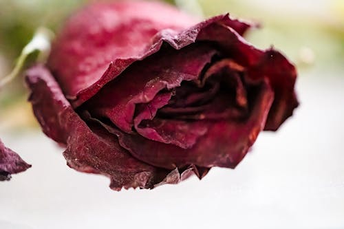 คลังภาพถ่ายฟรี ของ กุหลาบสีแดง, ดอกกุหลาบ, ดอกไม้