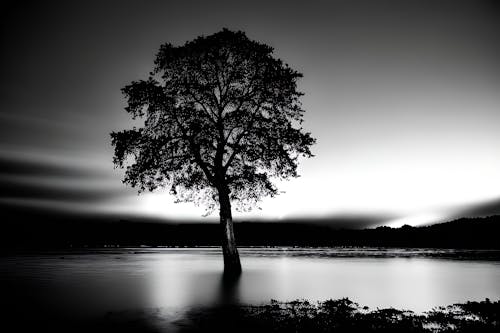 Solitary Tree in Lake