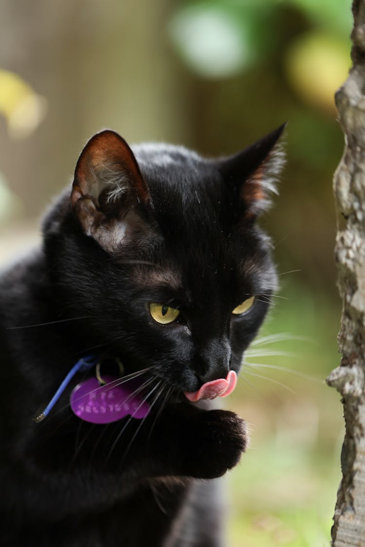 Black Back Licking A Paw