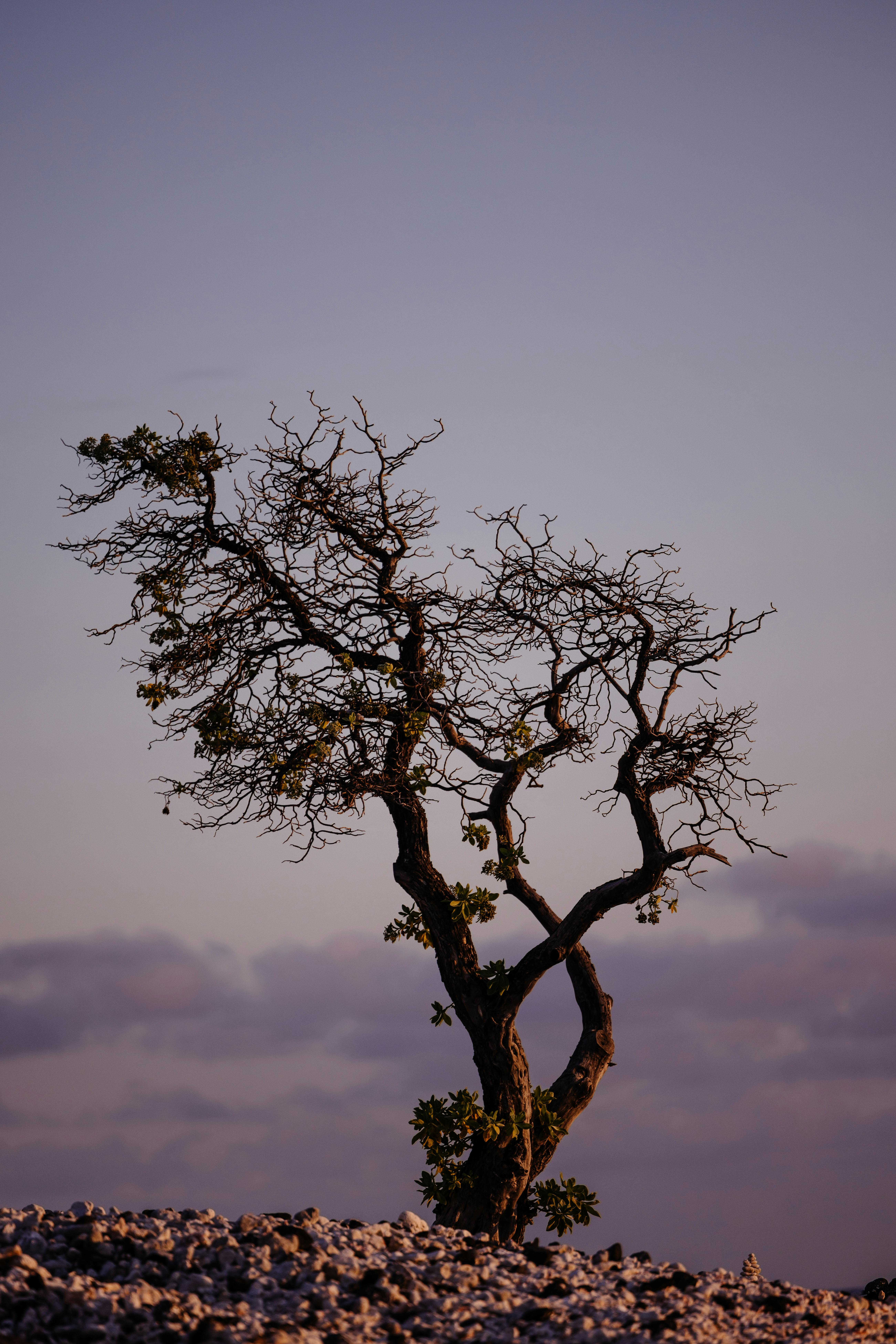 A solitary tree silhouetted against a dramatic sky at dusk in Kailua-Kona, Hawaii.
