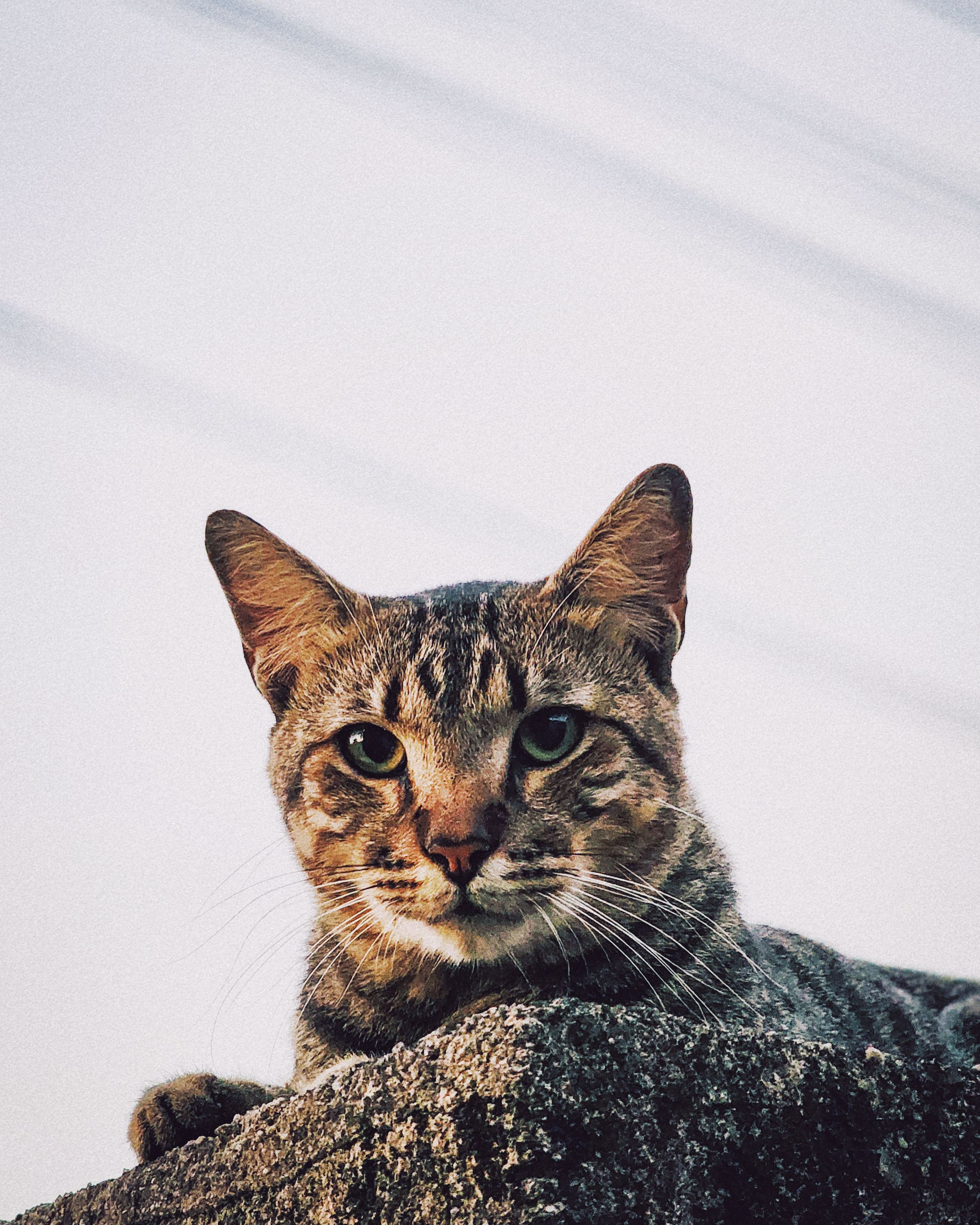 Portrait of a tabby cat peering over a rock with a curious gaze, shot outdoors in daylight.