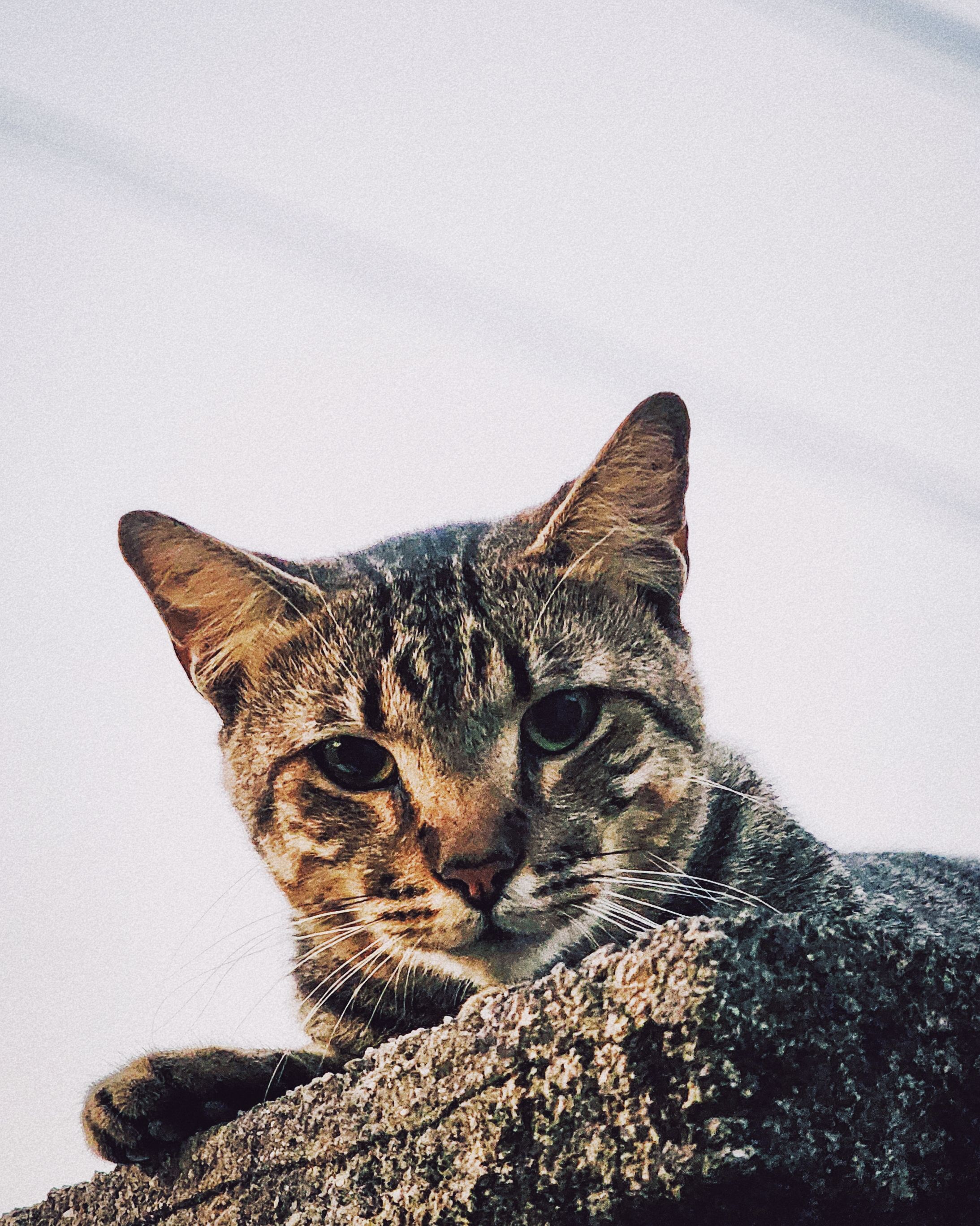 A close-up of a curious tabby cat peering over a rock. Perfect for pet enthusiasts.