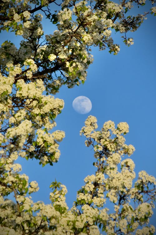 Tree in Blossom and a Full Moon in the Sky 