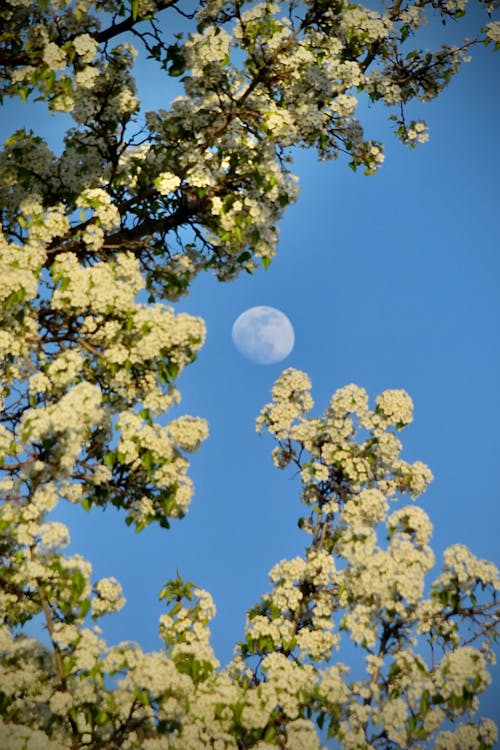 Kostnadsfri bild av blommor, fjäder, fullmåne