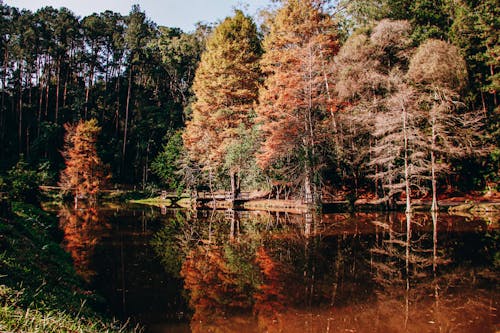 Photos gratuites de automne, étendue sauvage, forêt